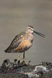 Image. Short-billed Dowitcher
