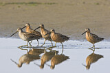 Image. Short-billed Dowitcher