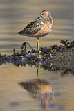Image. Short-billed Dowitcher