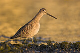 Image. Short-billed Dowitcher