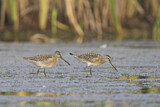 Image. Short-billed Dowitcher