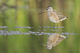 Image. Short-billed Dowitcher