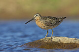 Image. Short-billed Dowitcher