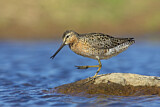 Image. Short-billed Dowitcher