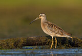 Image. Short-billed Dowitcher