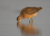 Image. Short-billed Dowitcher