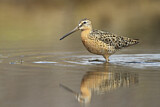Image. Short-billed Dowitcher