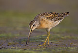 Image. Short-billed Dowitcher