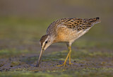 Image. Short-billed Dowitcher
