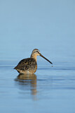 Image. Short-billed Dowitcher