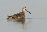 Image. Short-billed Dowitcher