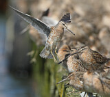 Image. Short-billed Dowitcher