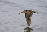 Image. Short-billed Dowitcher
