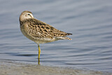 Image. Short-billed Dowitcher