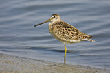 Image. Short-billed Dowitcher