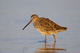 Image. Short-billed Dowitcher