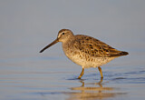 Image. Short-billed Dowitcher