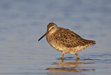 Image. Short-billed Dowitcher