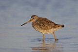 Image. Short-billed Dowitcher