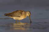 Image. Short-billed Dowitcher