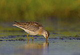 Image. Short-billed Dowitcher