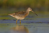 Image. Short-billed Dowitcher