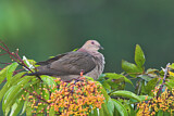 Image. Short-billed Pigeon