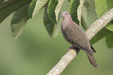 Image. Short-billed Pigeon