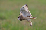 Image. Short-eared Owl