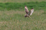 Image. Short-eared Owl