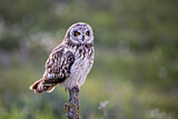 Image. Short-eared Owl