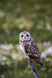 Image. Short-eared Owl