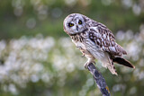Image. Short-eared Owl