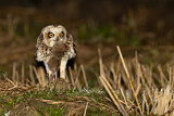 Image. Short-eared Owl