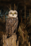 Image. Short-eared Owl