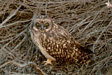 Image. Short-eared Owl