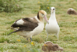 Image. Short-tailed Albatross