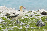 Image. Short-tailed Albatross