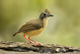 Image. Short-tailed Babbler