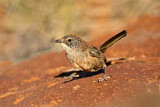Image. Short-tailed Grasswren