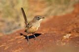 Image. Short-tailed Grasswren
