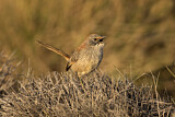 Image. Short-tailed Grasswren