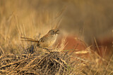 Image. Short-tailed Grasswren