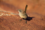 Image. Short-tailed Grasswren