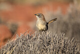Image. Short-tailed Grasswren