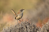 Image. Short-tailed Grasswren