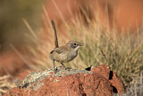 Image. Short-tailed Grasswren