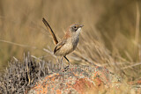 Image. Short-tailed Grasswren