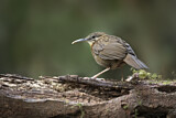 Image. Short-tailed Scimitar Babbler