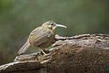 Image. Short-tailed Scimitar Babbler